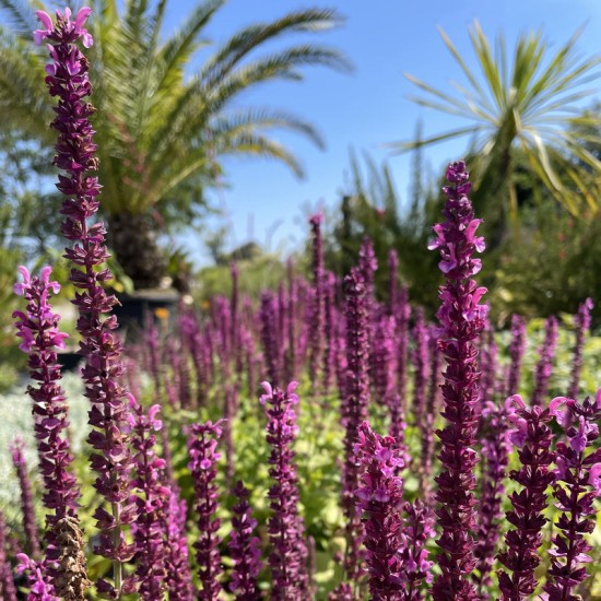 SALVIA nemorosa Sensation Compact Bright Pink