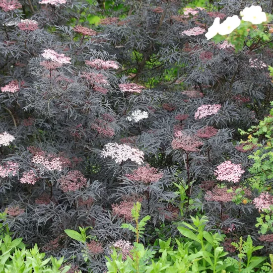 SAMBUCUS nigra Black Lace