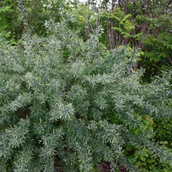 SALIX purpurea Nana