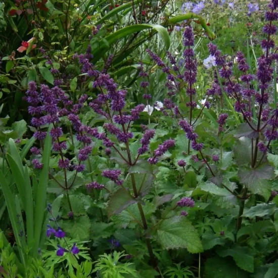 SALVIA verticillata Purple Rain