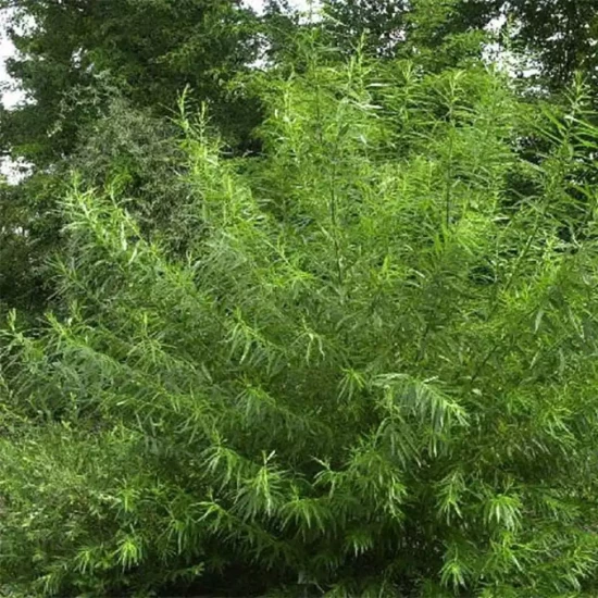 SALIX viminalis