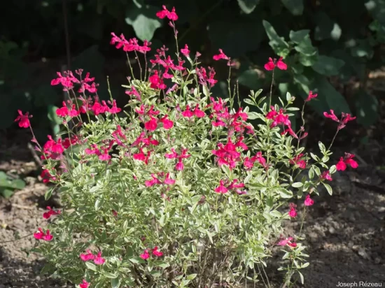 SALVIA x greggii Caramba