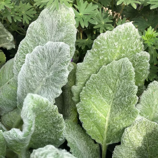 SALVIA x greggi White