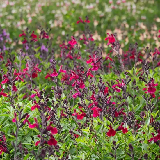 SALVIA x jamensis Magical Zambesi
