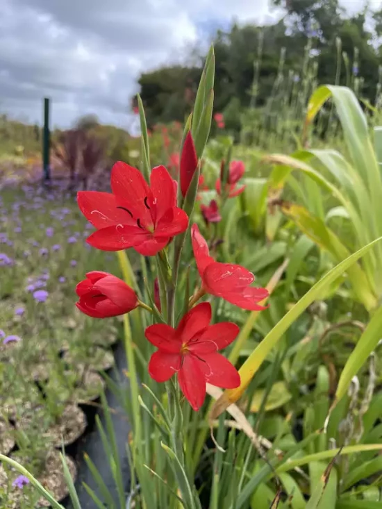 SCHIZOSTYLIS coccinea Red