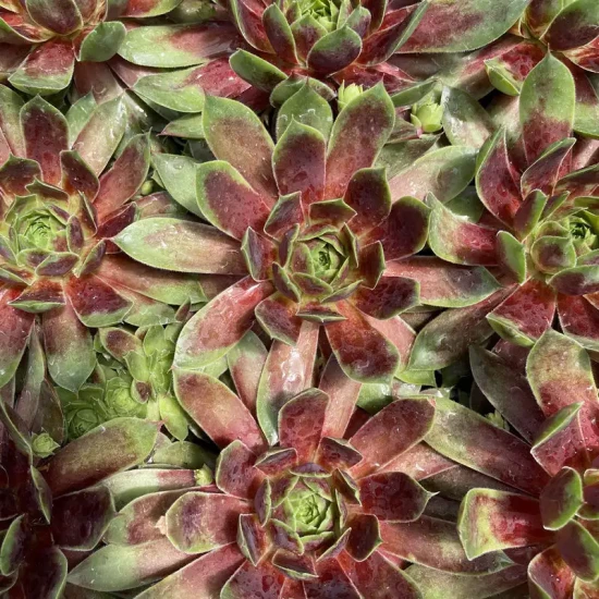 SEMPERVIVUM x Cranberry Cocktail