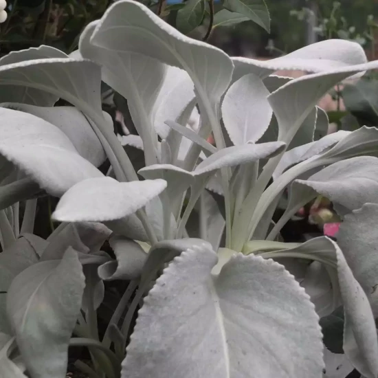 SENECIO greyi Vira Vira