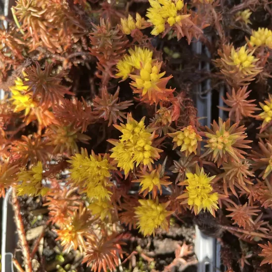 SEDUM hakonense Chocolate Ball