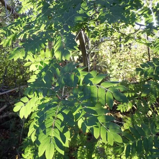 SORBUS aucuparia