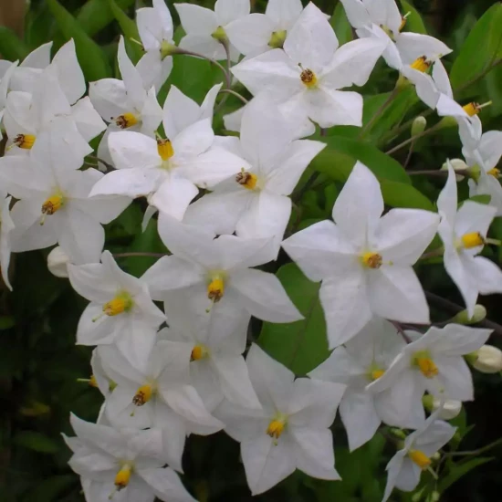 SOLANUM jasminoides Alba