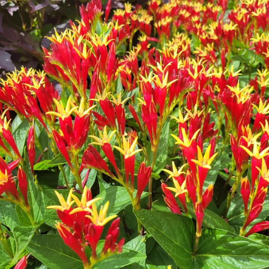 SPIGELIA marilandica Little Redhead