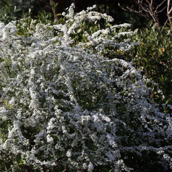 SPIRAEA thunbergii