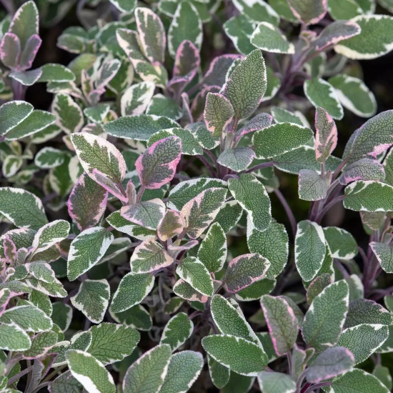 SPARAXIS x tricolor