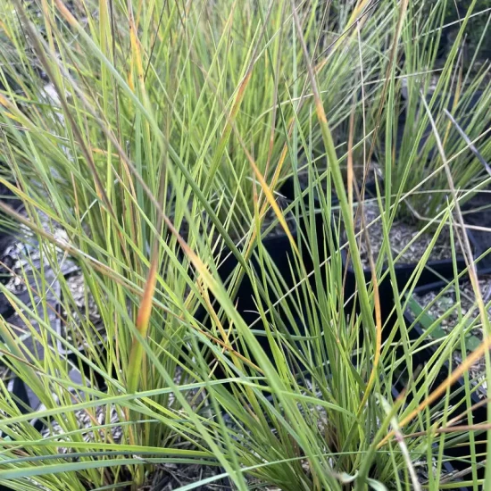 STIPA gigantea