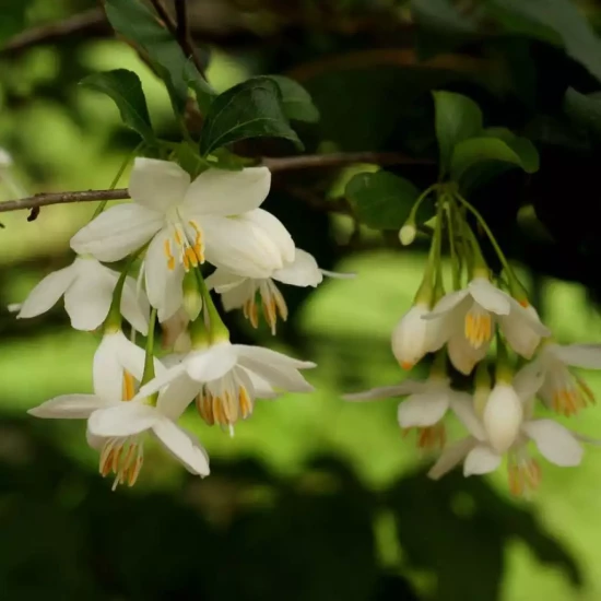 STYRAX japonica