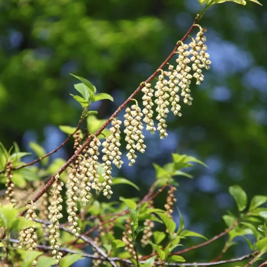 STACHYURUS praecox Matsuzaki