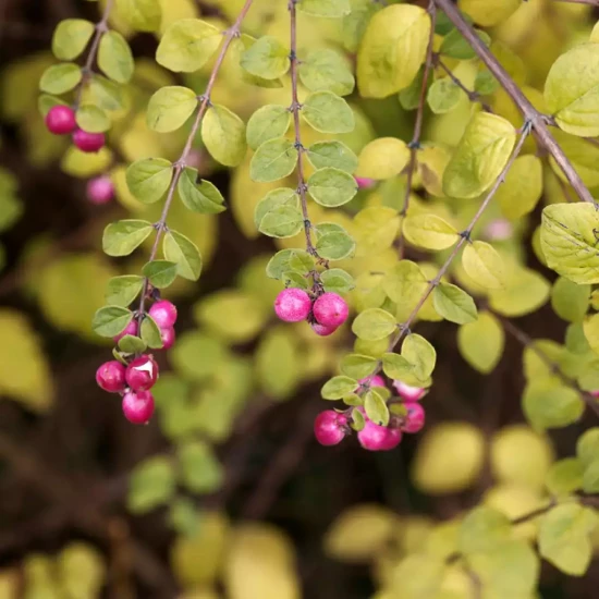 SYMPHORICARPOS x chenaultii Hancock