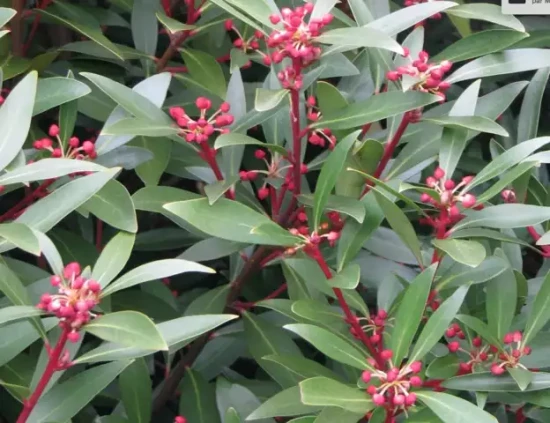 TASMANNIA lanceolata Red Spicy