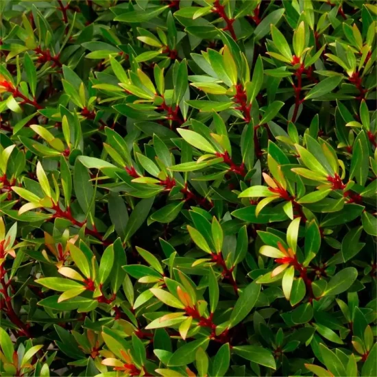 TASMANNIA lanceolata