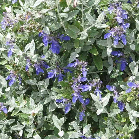 TEUCRIUM fructicans Selection
