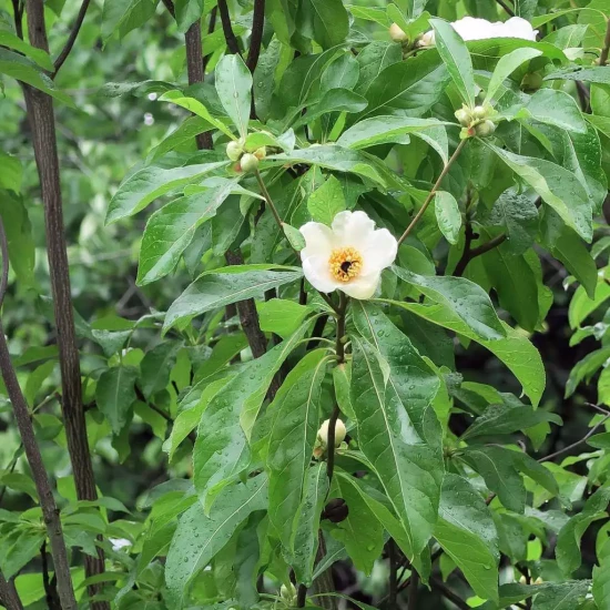 THUMBERGIA alata