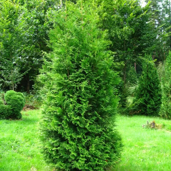 THUJA orientalis Aurea Nana