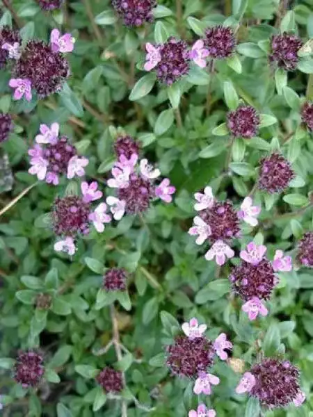 THYMUS serpylum