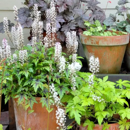 TIARELLA x Angel Wings