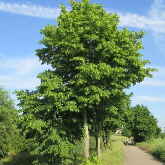 TILIA cordata