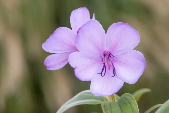 TIBOUCHINA organensis Blue Moon