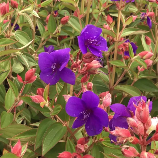 TIBOUCHINA organensis Purple Moon