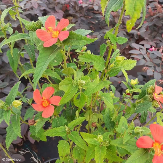 TIGRIDIA pavonia