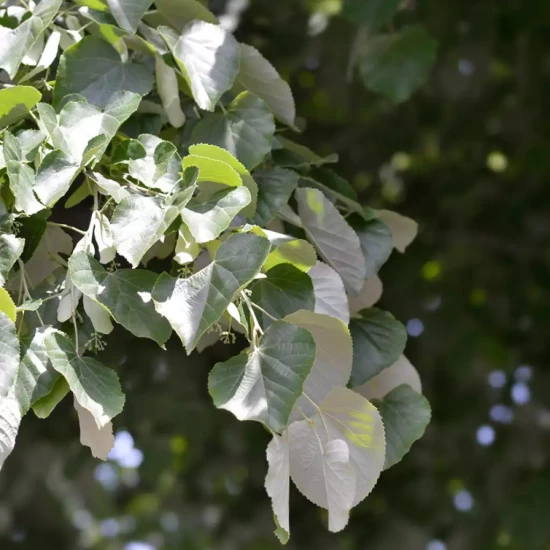 TILIA tomentosa