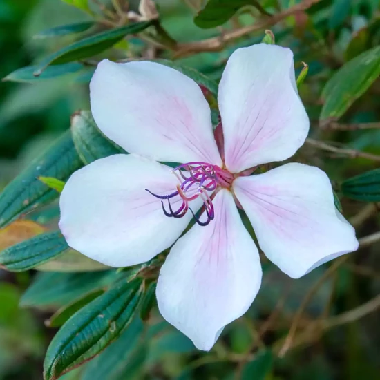 TIBOUCHINA urvilleana x mutabilis Groovy Baby