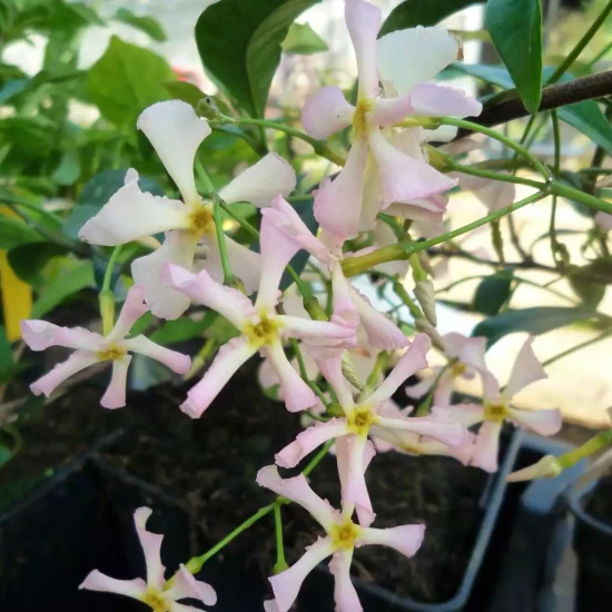 TRACHELOSPERMUM asiaticum Pink