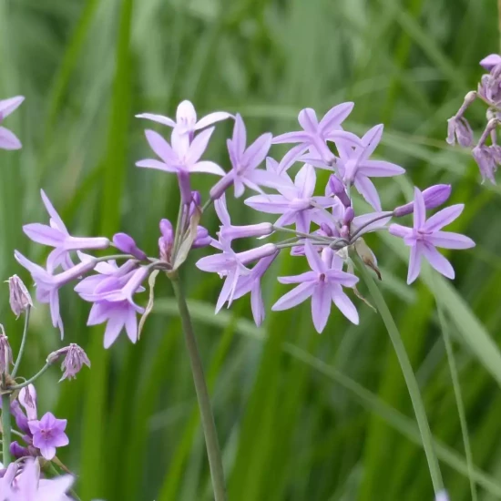 TULBAGHIA violacea Fragrans