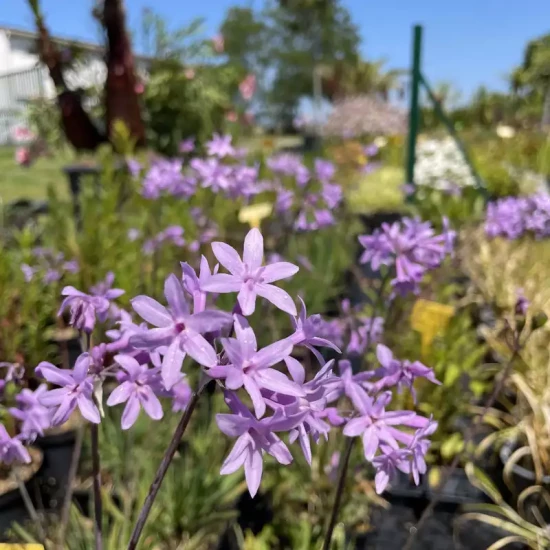 TULBAGHIA violacea