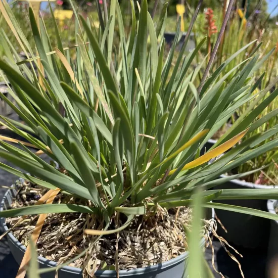TULBAGHIA violacea Morganita