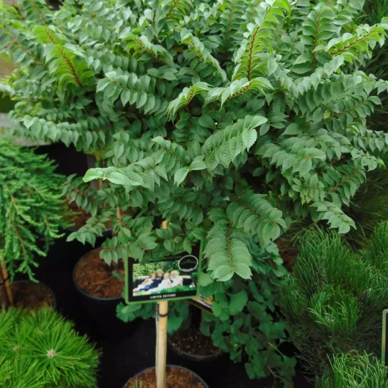 ULMUS hollandica Jacqueline Hillier