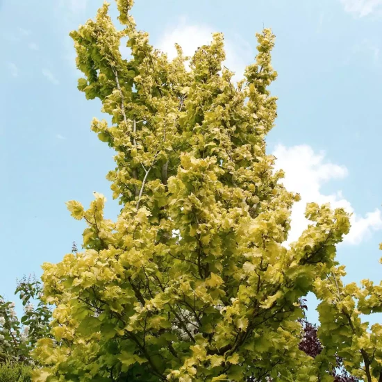 ULMUS hollandica Wredei
