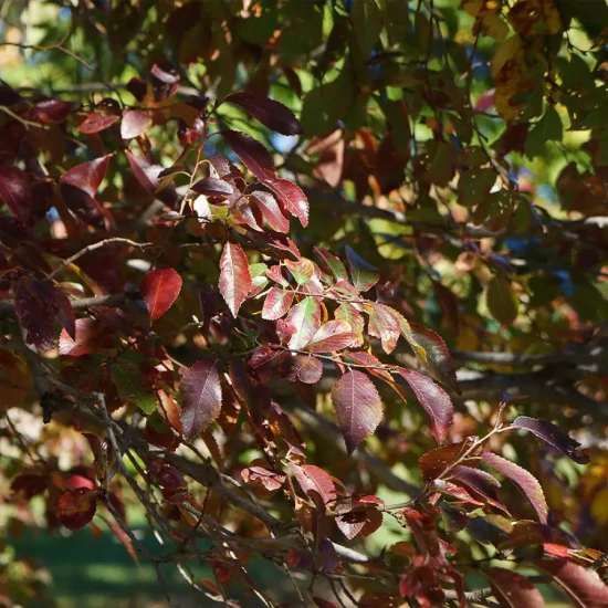 ULMUS parviflora Seiju