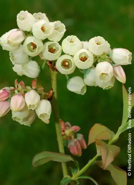 VACCINIUM corymbosum Berkeley