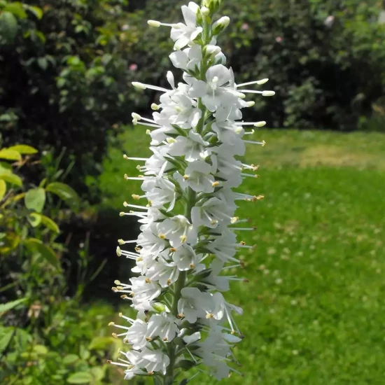 VERONICA spicata Magic Show Pink Potion