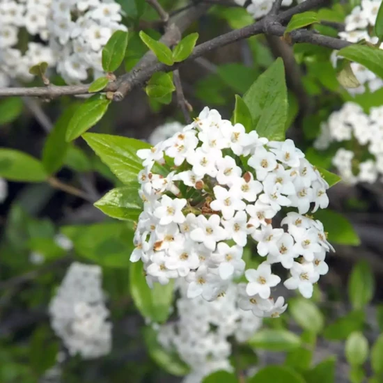 VIBURNUM x bodnantensee Aberconway