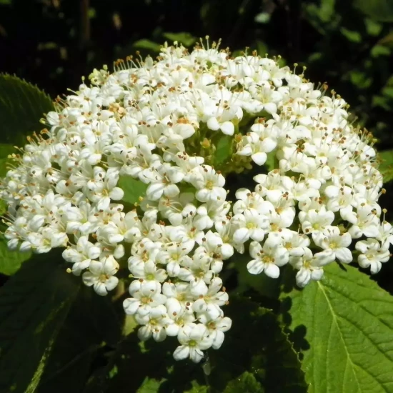 VIBURNUM lantana