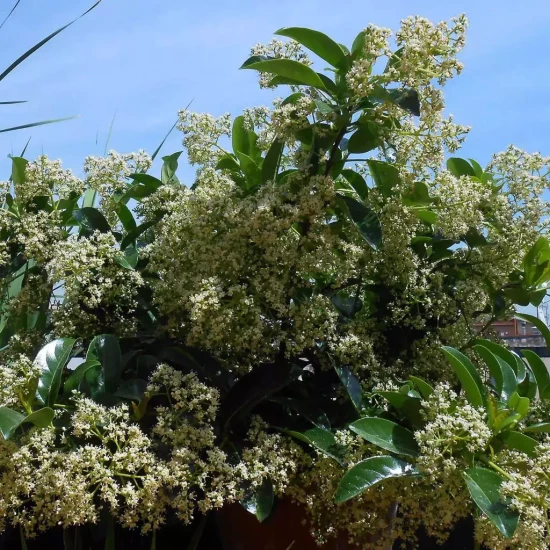 VIBURNUM lucidum