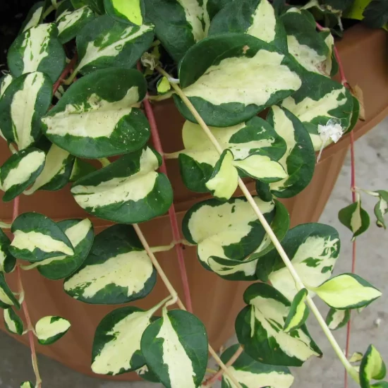 VINCA major