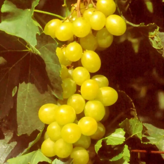 VITIS vinifera Muscat d’Alexandrie