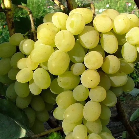 VITIS vinifera Ora