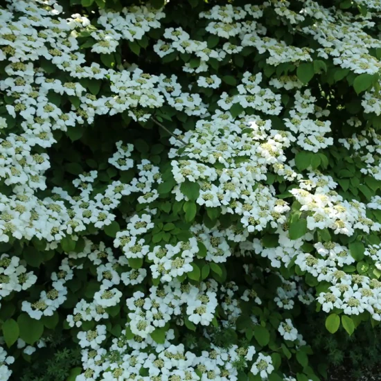 VIBURNUM plicatum Shasta
